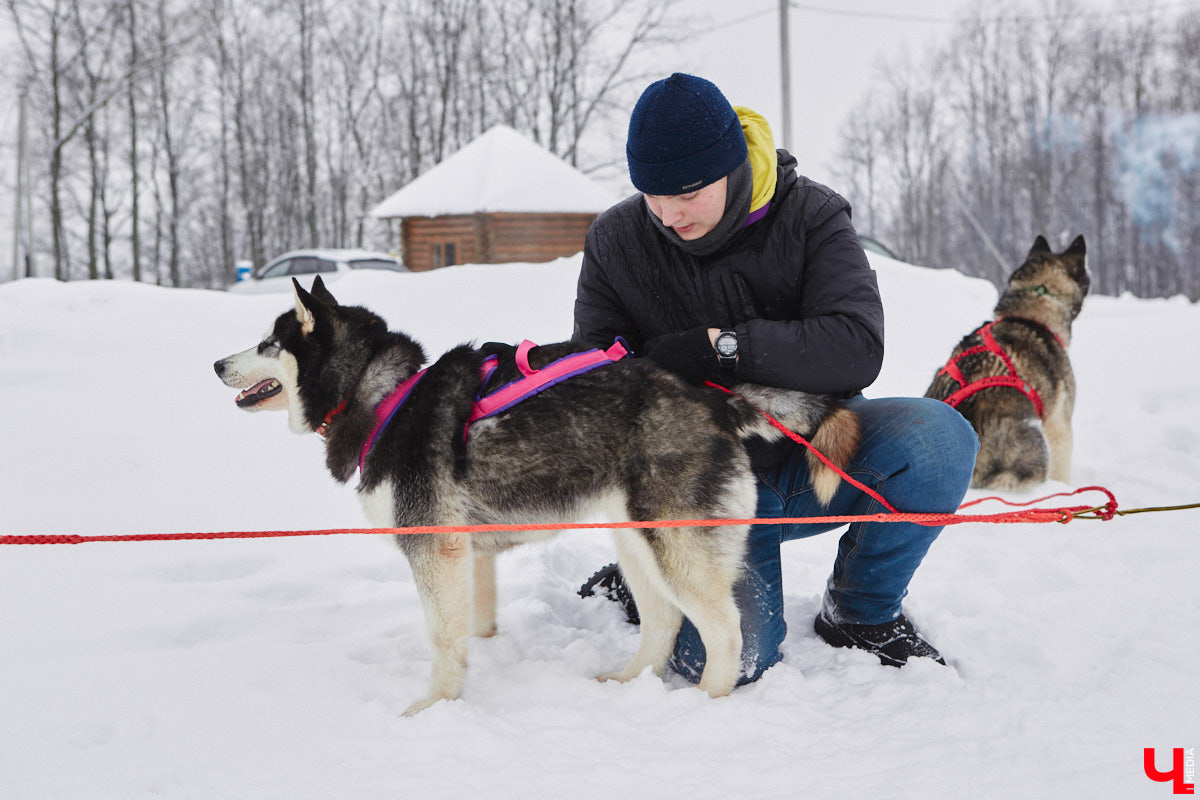Частный приют «Дом северной собаки», расположенный в Петушинском районе, проводит во Владимире покатушки на ездовых собаках. Причем благотворительные. Все вырученные от зимнего развлечения деньги пойдут на содержание милых четвероногих друзей человека. Мы решили отправиться на фоторепортаж туда, где можно промчаться по заснеженной трассе с ветерком.