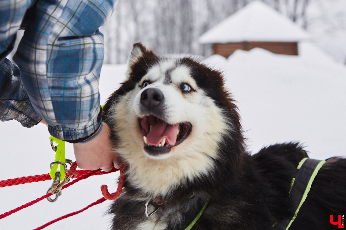 Частный приют «Дом северной собаки», расположенный в Петушинском районе, проводит во Владимире покатушки на ездовых собаках. Причем благотворительные. Все вырученные от зимнего развлечения деньги пойдут на содержание милых четвероногих друзей человека. Мы решили отправиться на фоторепортаж туда, где можно промчаться по заснеженной трассе с ветерком.