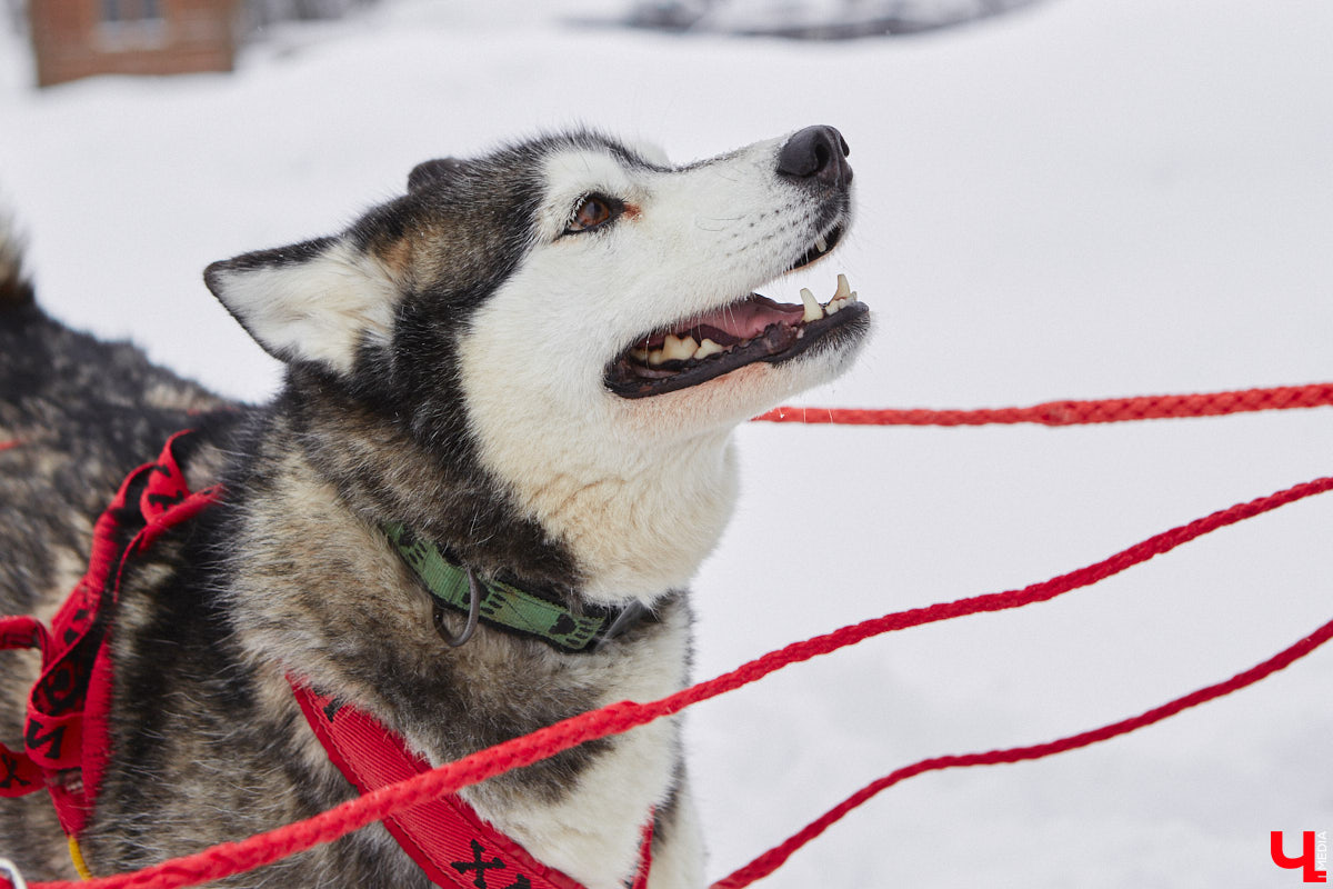 Частный приют «Дом северной собаки», расположенный в Петушинском районе, проводит во Владимире покатушки на ездовых собаках. Причем благотворительные. Все вырученные от зимнего развлечения деньги пойдут на содержание милых четвероногих друзей человека. Мы решили отправиться на фоторепортаж туда, где можно промчаться по заснеженной трассе с ветерком.