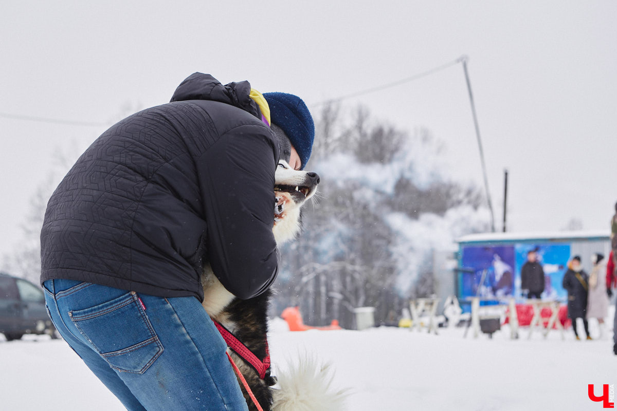 Частный приют «Дом северной собаки», расположенный в Петушинском районе, проводит во Владимире покатушки на ездовых собаках. Причем благотворительные. Все вырученные от зимнего развлечения деньги пойдут на содержание милых четвероногих друзей человека. Мы решили отправиться на фоторепортаж туда, где можно промчаться по заснеженной трассе с ветерком.
