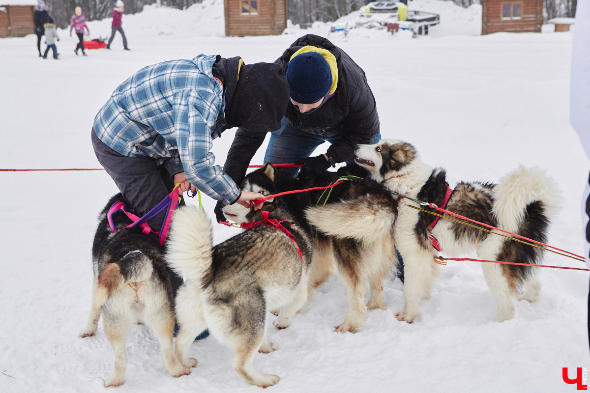 Частный приют «Дом северной собаки», расположенный в Петушинском районе, проводит во Владимире покатушки на ездовых собаках. Причем благотворительные. Все вырученные от зимнего развлечения деньги пойдут на содержание милых четвероногих друзей человека. Мы решили отправиться на фоторепортаж туда, где можно промчаться по заснеженной трассе с ветерком.