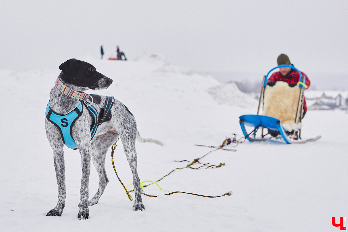 Частный приют «Дом северной собаки», расположенный в Петушинском районе, проводит во Владимире покатушки на ездовых собаках. Причем благотворительные. Все вырученные от зимнего развлечения деньги пойдут на содержание милых четвероногих друзей человека. Мы решили отправиться на фоторепортаж туда, где можно промчаться по заснеженной трассе с ветерком.