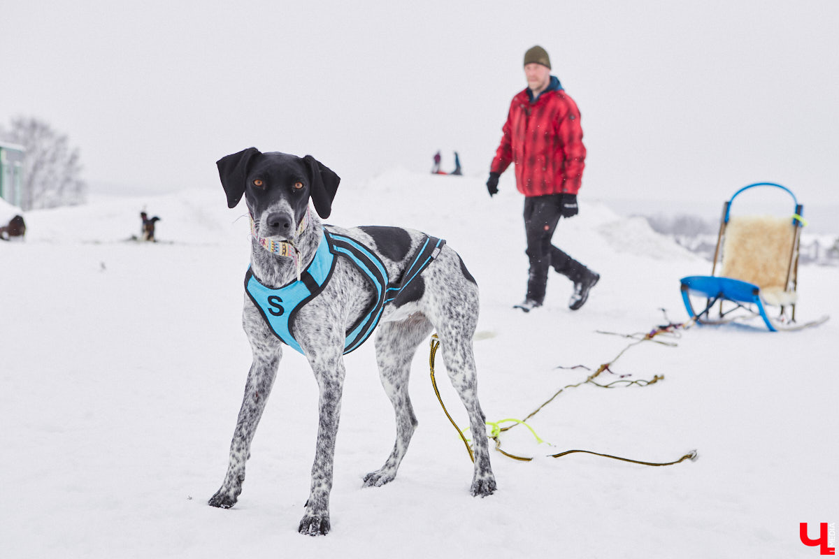 Частный приют «Дом северной собаки», расположенный в Петушинском районе, проводит во Владимире покатушки на ездовых собаках. Причем благотворительные. Все вырученные от зимнего развлечения деньги пойдут на содержание милых четвероногих друзей человека. Мы решили отправиться на фоторепортаж туда, где можно промчаться по заснеженной трассе с ветерком.