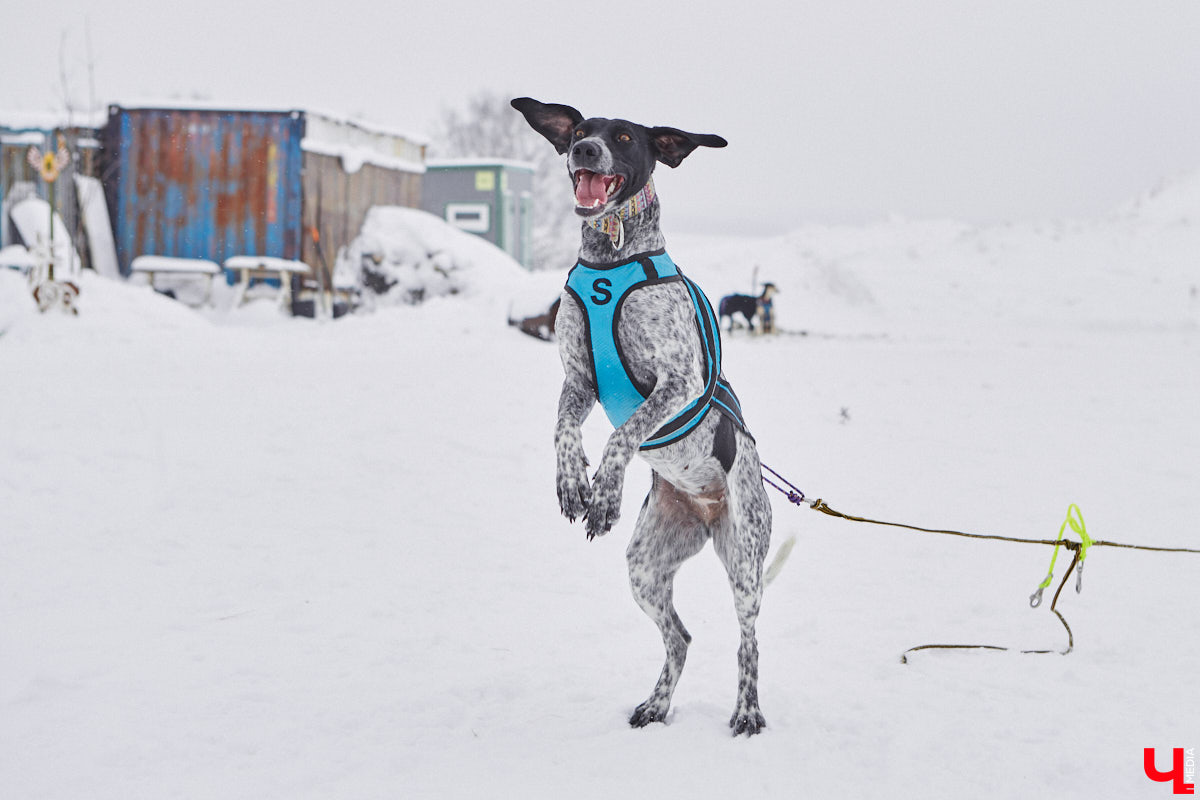 Частный приют «Дом северной собаки», расположенный в Петушинском районе, проводит во Владимире покатушки на ездовых собаках. Причем благотворительные. Все вырученные от зимнего развлечения деньги пойдут на содержание милых четвероногих друзей человека. Мы решили отправиться на фоторепортаж туда, где можно промчаться по заснеженной трассе с ветерком.