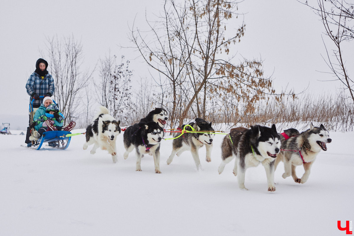 Частный приют «Дом северной собаки», расположенный в Петушинском районе, проводит во Владимире покатушки на ездовых собаках. Причем благотворительные. Все вырученные от зимнего развлечения деньги пойдут на содержание милых четвероногих друзей человека. Мы решили отправиться на фоторепортаж туда, где можно промчаться по заснеженной трассе с ветерком.