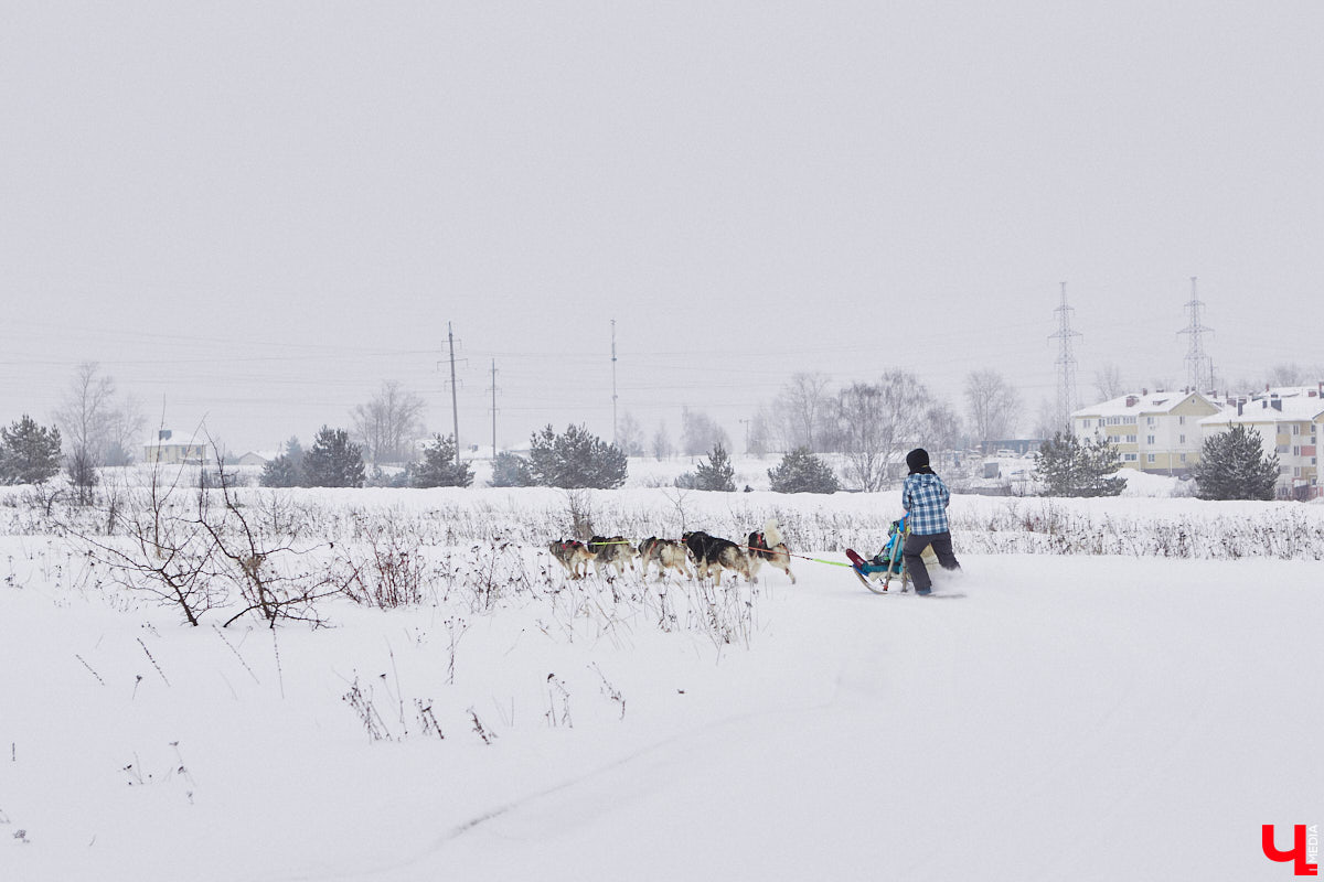 Частный приют «Дом северной собаки», расположенный в Петушинском районе, проводит во Владимире покатушки на ездовых собаках. Причем благотворительные. Все вырученные от зимнего развлечения деньги пойдут на содержание милых четвероногих друзей человека. Мы решили отправиться на фоторепортаж туда, где можно промчаться по заснеженной трассе с ветерком.