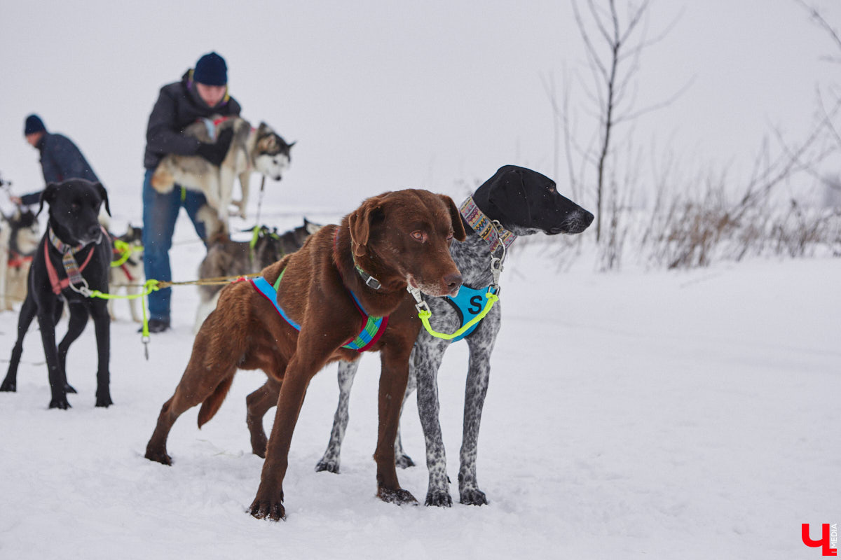 Частный приют «Дом северной собаки», расположенный в Петушинском районе, проводит во Владимире покатушки на ездовых собаках. Причем благотворительные. Все вырученные от зимнего развлечения деньги пойдут на содержание милых четвероногих друзей человека. Мы решили отправиться на фоторепортаж туда, где можно промчаться по заснеженной трассе с ветерком.