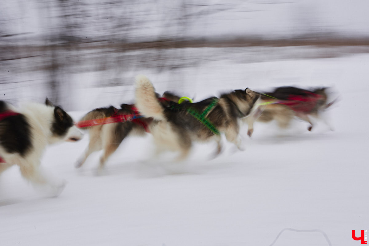 Частный приют «Дом северной собаки», расположенный в Петушинском районе, проводит во Владимире покатушки на ездовых собаках. Причем благотворительные. Все вырученные от зимнего развлечения деньги пойдут на содержание милых четвероногих друзей человека. Мы решили отправиться на фоторепортаж туда, где можно промчаться по заснеженной трассе с ветерком.