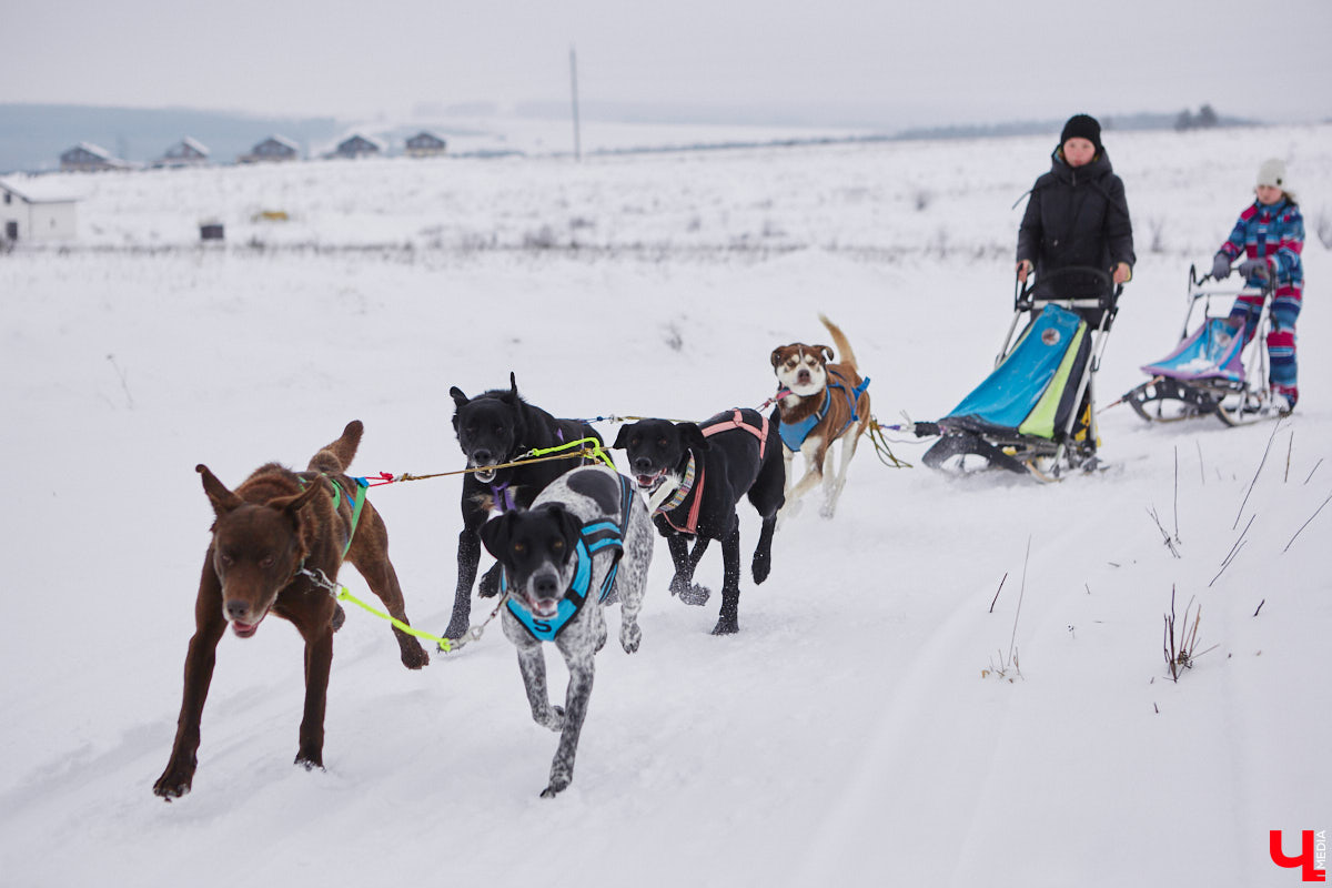 Частный приют «Дом северной собаки», расположенный в Петушинском районе, проводит во Владимире покатушки на ездовых собаках. Причем благотворительные. Все вырученные от зимнего развлечения деньги пойдут на содержание милых четвероногих друзей человека. Мы решили отправиться на фоторепортаж туда, где можно промчаться по заснеженной трассе с ветерком.