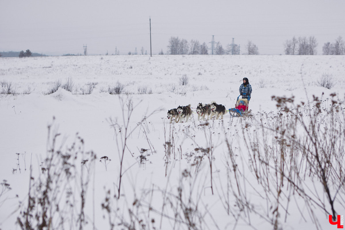 Частный приют «Дом северной собаки», расположенный в Петушинском районе, проводит во Владимире покатушки на ездовых собаках. Причем благотворительные. Все вырученные от зимнего развлечения деньги пойдут на содержание милых четвероногих друзей человека. Мы решили отправиться на фоторепортаж туда, где можно промчаться по заснеженной трассе с ветерком.
