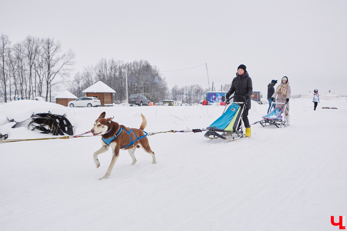 Частный приют «Дом северной собаки», расположенный в Петушинском районе, проводит во Владимире покатушки на ездовых собаках. Причем благотворительные. Все вырученные от зимнего развлечения деньги пойдут на содержание милых четвероногих друзей человека. Мы решили отправиться на фоторепортаж туда, где можно промчаться по заснеженной трассе с ветерком.