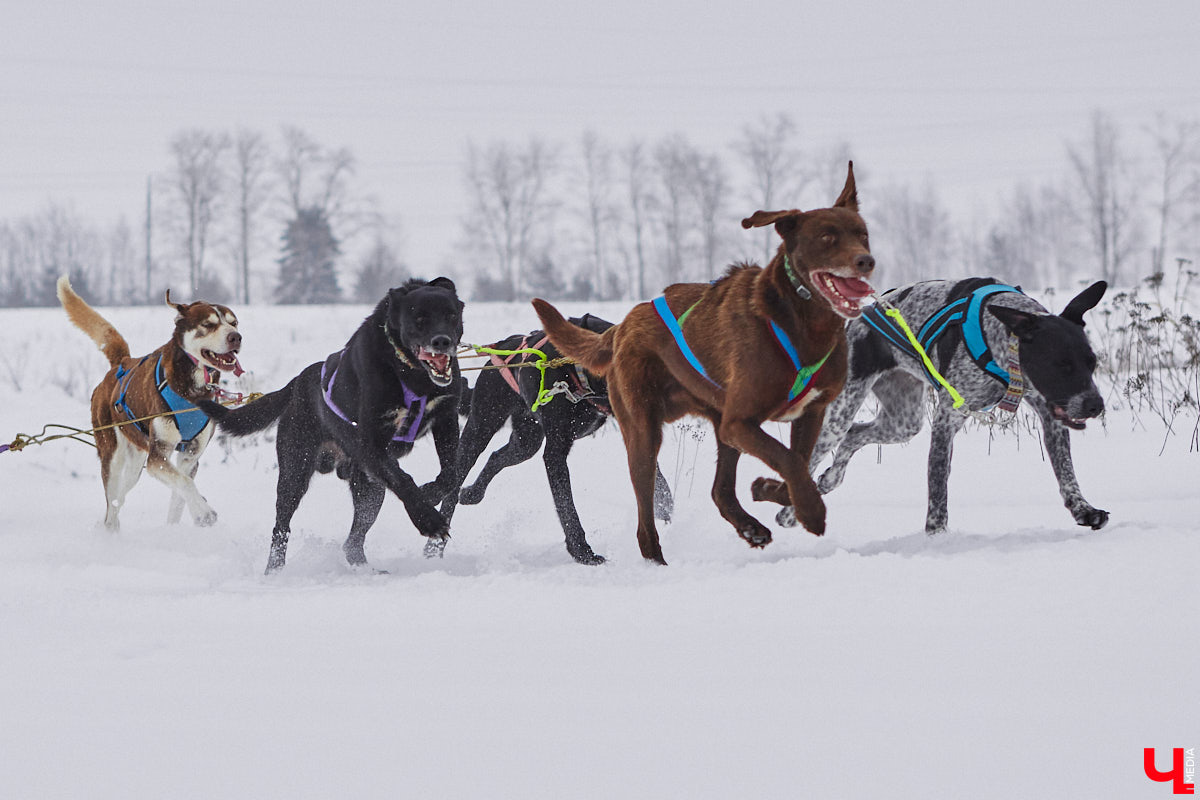 Частный приют «Дом северной собаки», расположенный в Петушинском районе, проводит во Владимире покатушки на ездовых собаках. Причем благотворительные. Все вырученные от зимнего развлечения деньги пойдут на содержание милых четвероногих друзей человека. Мы решили отправиться на фоторепортаж туда, где можно промчаться по заснеженной трассе с ветерком.