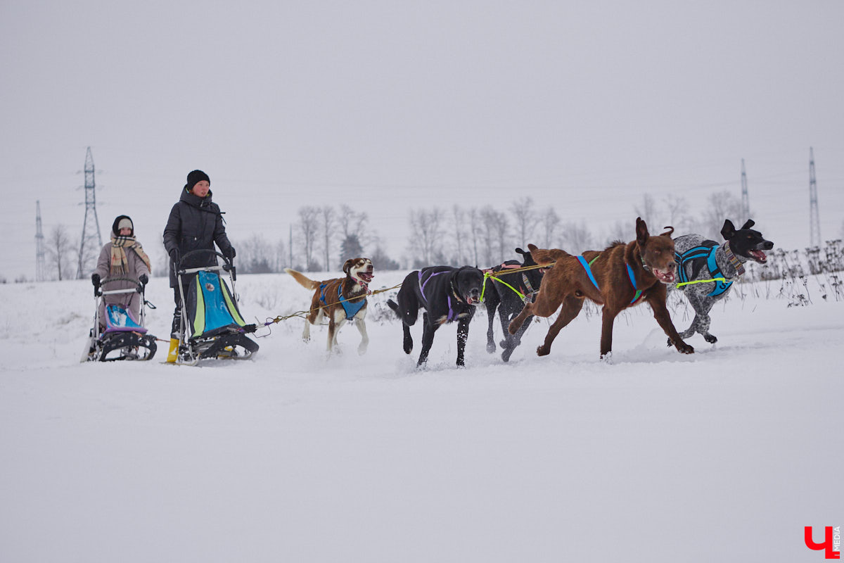 Частный приют «Дом северной собаки», расположенный в Петушинском районе, проводит во Владимире покатушки на ездовых собаках. Причем благотворительные. Все вырученные от зимнего развлечения деньги пойдут на содержание милых четвероногих друзей человека. Мы решили отправиться на фоторепортаж туда, где можно промчаться по заснеженной трассе с ветерком.
