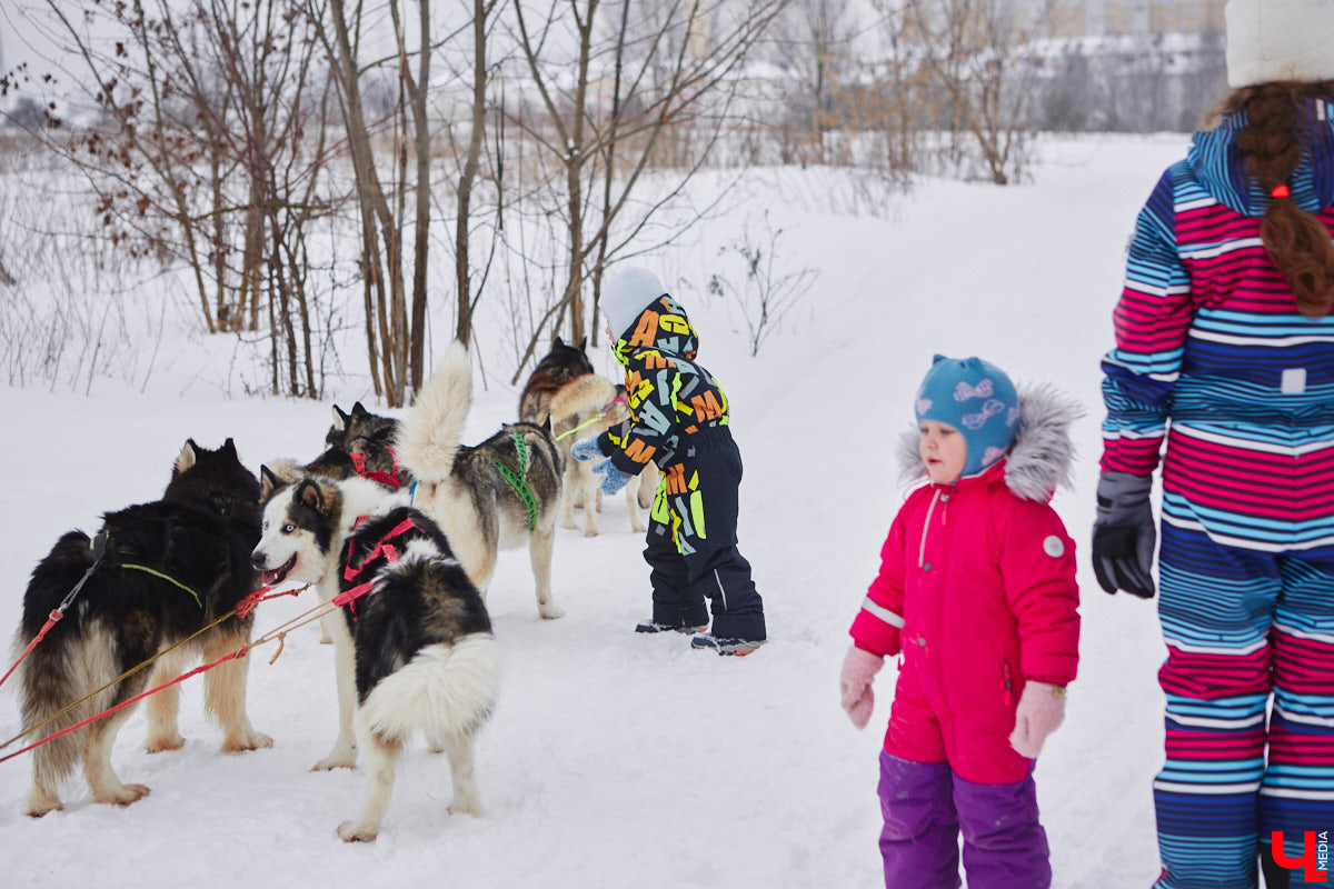 Частный приют «Дом северной собаки», расположенный в Петушинском районе, проводит во Владимире покатушки на ездовых собаках. Причем благотворительные. Все вырученные от зимнего развлечения деньги пойдут на содержание милых четвероногих друзей человека. Мы решили отправиться на фоторепортаж туда, где можно промчаться по заснеженной трассе с ветерком.
