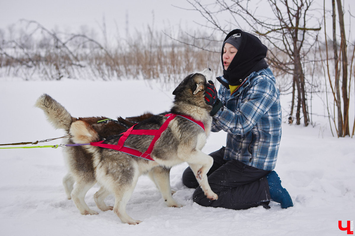 Частный приют «Дом северной собаки», расположенный в Петушинском районе, проводит во Владимире покатушки на ездовых собаках. Причем благотворительные. Все вырученные от зимнего развлечения деньги пойдут на содержание милых четвероногих друзей человека. Мы решили отправиться на фоторепортаж туда, где можно промчаться по заснеженной трассе с ветерком.