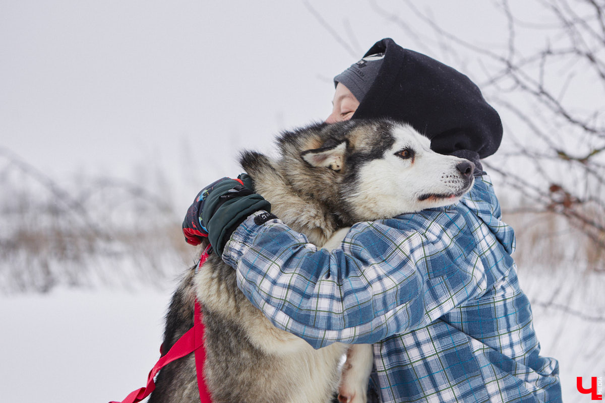 Частный приют «Дом северной собаки», расположенный в Петушинском районе, проводит во Владимире покатушки на ездовых собаках. Причем благотворительные. Все вырученные от зимнего развлечения деньги пойдут на содержание милых четвероногих друзей человека. Мы решили отправиться на фоторепортаж туда, где можно промчаться по заснеженной трассе с ветерком.