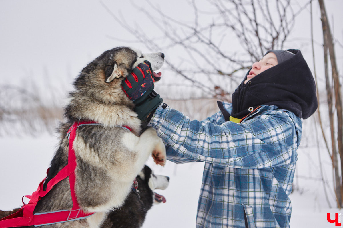Частный приют «Дом северной собаки», расположенный в Петушинском районе, проводит во Владимире покатушки на ездовых собаках. Причем благотворительные. Все вырученные от зимнего развлечения деньги пойдут на содержание милых четвероногих друзей человека. Мы решили отправиться на фоторепортаж туда, где можно промчаться по заснеженной трассе с ветерком.
