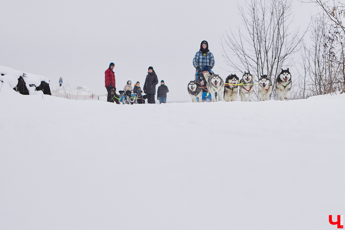 Частный приют «Дом северной собаки», расположенный в Петушинском районе, проводит во Владимире покатушки на ездовых собаках. Причем благотворительные. Все вырученные от зимнего развлечения деньги пойдут на содержание милых четвероногих друзей человека. Мы решили отправиться на фоторепортаж туда, где можно промчаться по заснеженной трассе с ветерком.
