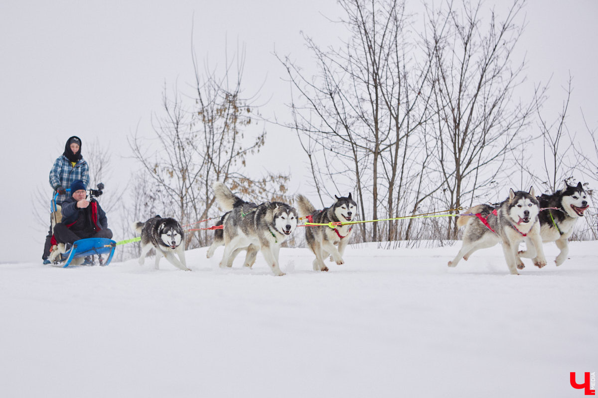 Частный приют «Дом северной собаки», расположенный в Петушинском районе, проводит во Владимире покатушки на ездовых собаках. Причем благотворительные. Все вырученные от зимнего развлечения деньги пойдут на содержание милых четвероногих друзей человека. Мы решили отправиться на фоторепортаж туда, где можно промчаться по заснеженной трассе с ветерком.