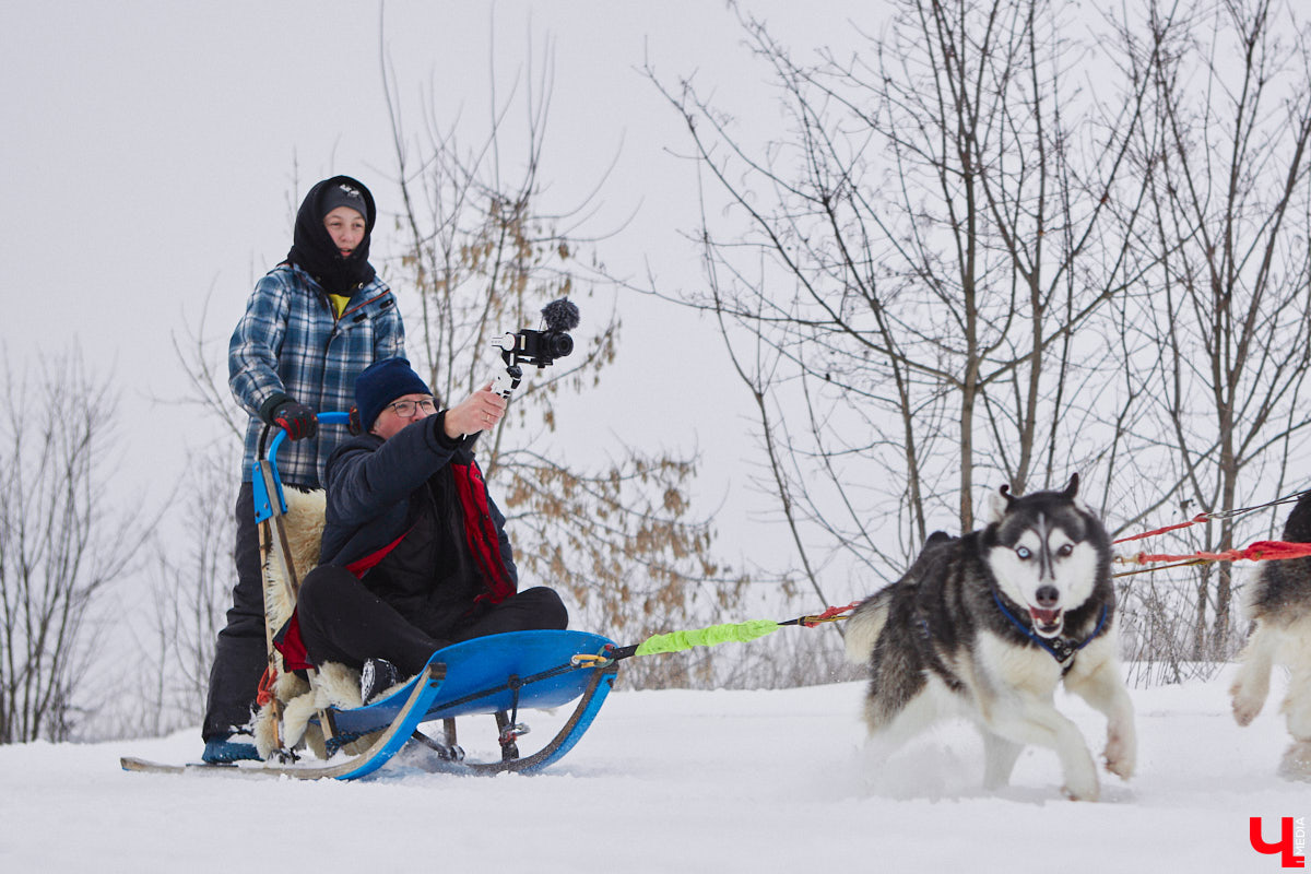 Частный приют «Дом северной собаки», расположенный в Петушинском районе, проводит во Владимире покатушки на ездовых собаках. Причем благотворительные. Все вырученные от зимнего развлечения деньги пойдут на содержание милых четвероногих друзей человека. Мы решили отправиться на фоторепортаж туда, где можно промчаться по заснеженной трассе с ветерком.