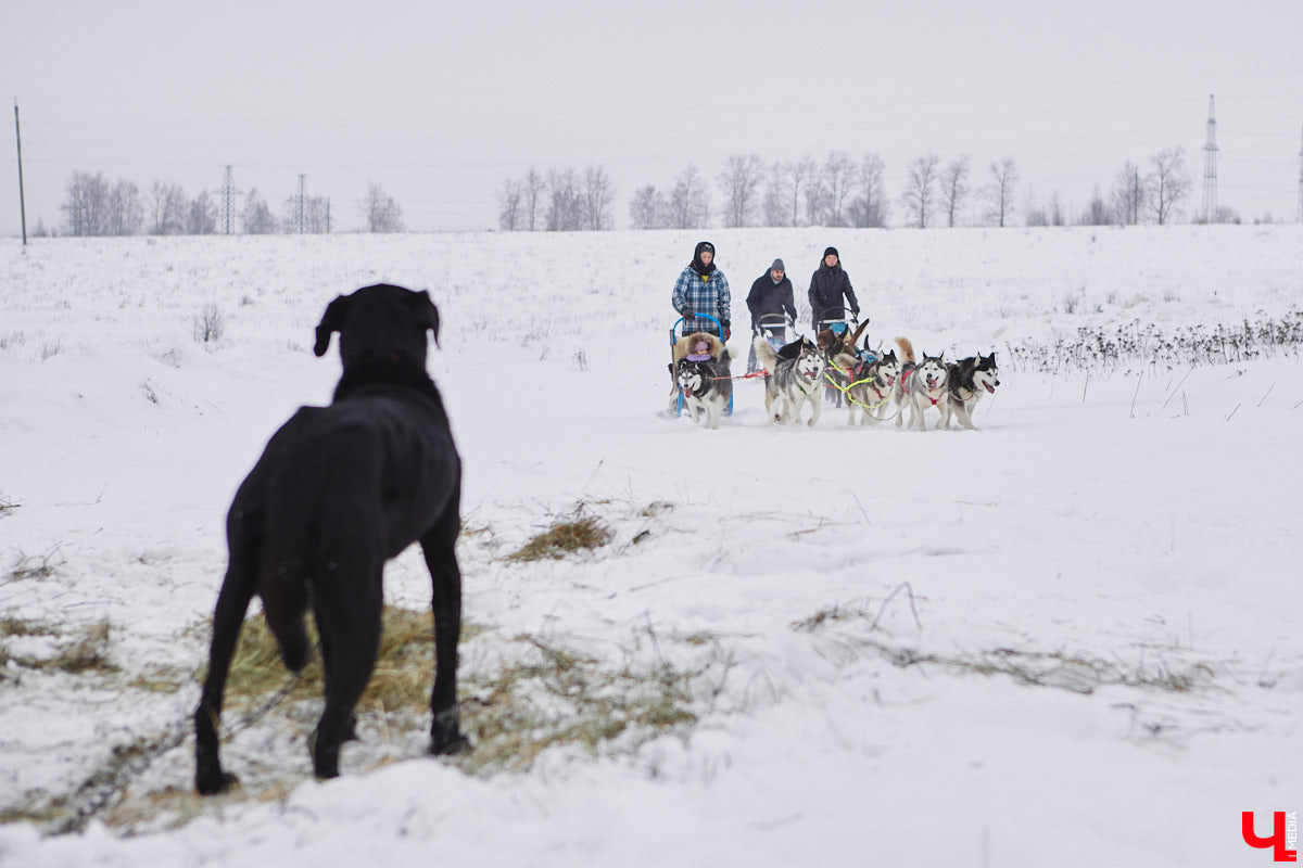 Частный приют «Дом северной собаки», расположенный в Петушинском районе, проводит во Владимире покатушки на ездовых собаках. Причем благотворительные. Все вырученные от зимнего развлечения деньги пойдут на содержание милых четвероногих друзей человека. Мы решили отправиться на фоторепортаж туда, где можно промчаться по заснеженной трассе с ветерком.
