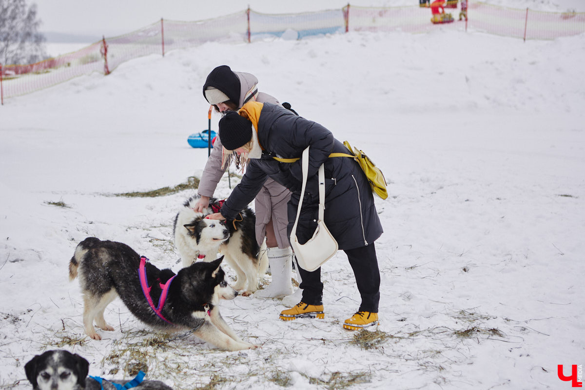 Частный приют «Дом северной собаки», расположенный в Петушинском районе, проводит во Владимире покатушки на ездовых собаках. Причем благотворительные. Все вырученные от зимнего развлечения деньги пойдут на содержание милых четвероногих друзей человека. Мы решили отправиться на фоторепортаж туда, где можно промчаться по заснеженной трассе с ветерком.