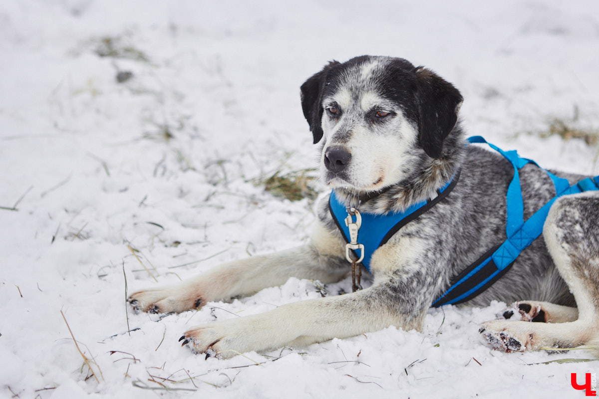 Частный приют «Дом северной собаки», расположенный в Петушинском районе, проводит во Владимире покатушки на ездовых собаках. Причем благотворительные. Все вырученные от зимнего развлечения деньги пойдут на содержание милых четвероногих друзей человека. Мы решили отправиться на фоторепортаж туда, где можно промчаться по заснеженной трассе с ветерком.
