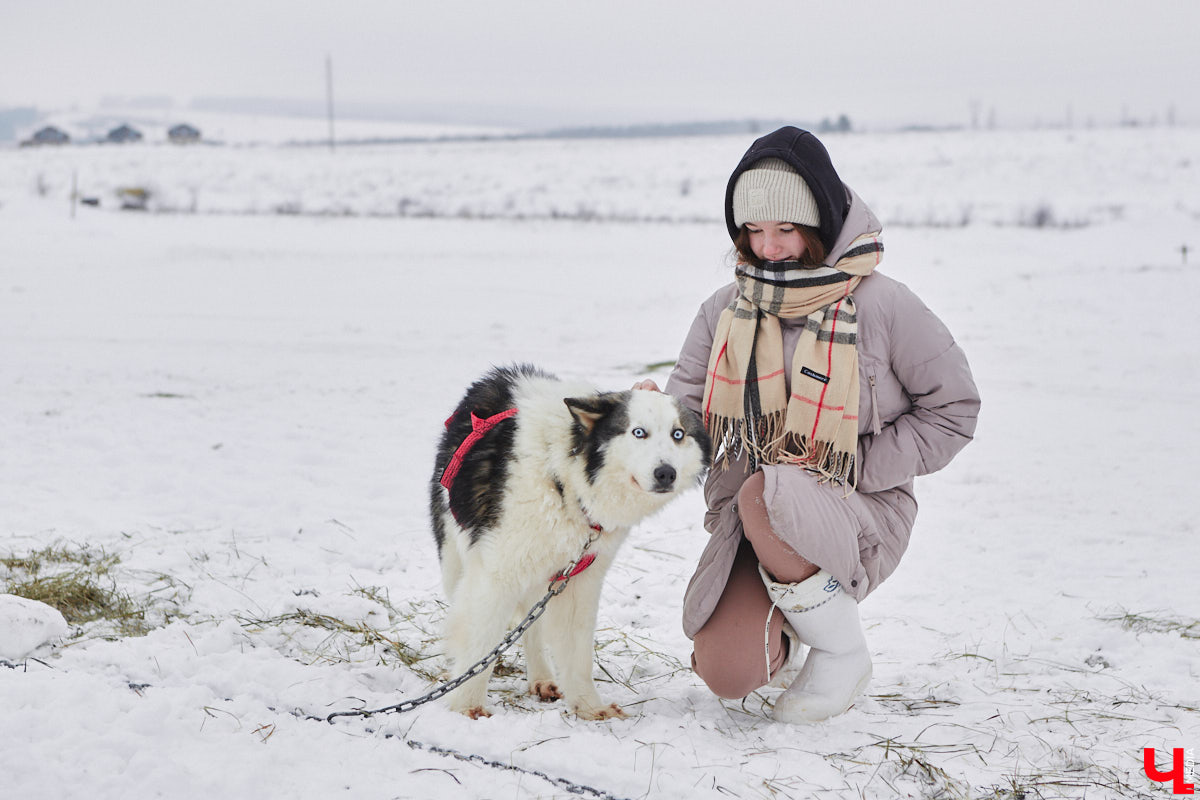 Частный приют «Дом северной собаки», расположенный в Петушинском районе, проводит во Владимире покатушки на ездовых собаках. Причем благотворительные. Все вырученные от зимнего развлечения деньги пойдут на содержание милых четвероногих друзей человека. Мы решили отправиться на фоторепортаж туда, где можно промчаться по заснеженной трассе с ветерком.
