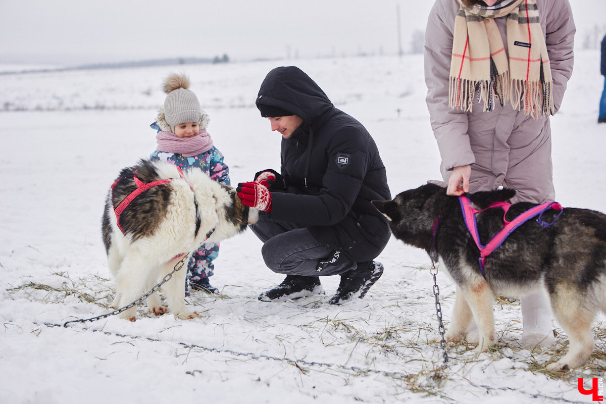 Частный приют «Дом северной собаки», расположенный в Петушинском районе, проводит во Владимире покатушки на ездовых собаках. Причем благотворительные. Все вырученные от зимнего развлечения деньги пойдут на содержание милых четвероногих друзей человека. Мы решили отправиться на фоторепортаж туда, где можно промчаться по заснеженной трассе с ветерком.