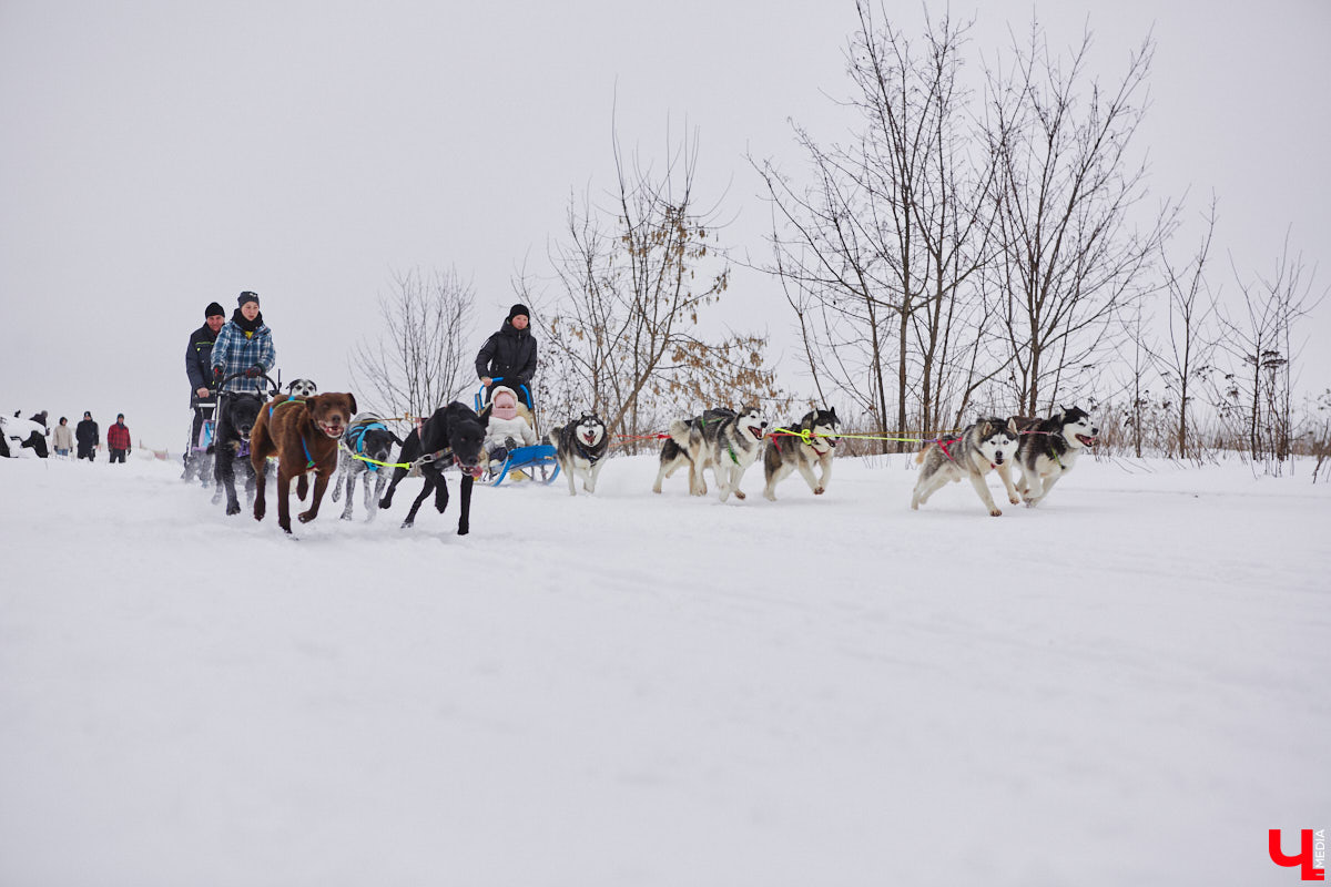 Частный приют «Дом северной собаки», расположенный в Петушинском районе, проводит во Владимире покатушки на ездовых собаках. Причем благотворительные. Все вырученные от зимнего развлечения деньги пойдут на содержание милых четвероногих друзей человека. Мы решили отправиться на фоторепортаж туда, где можно промчаться по заснеженной трассе с ветерком.