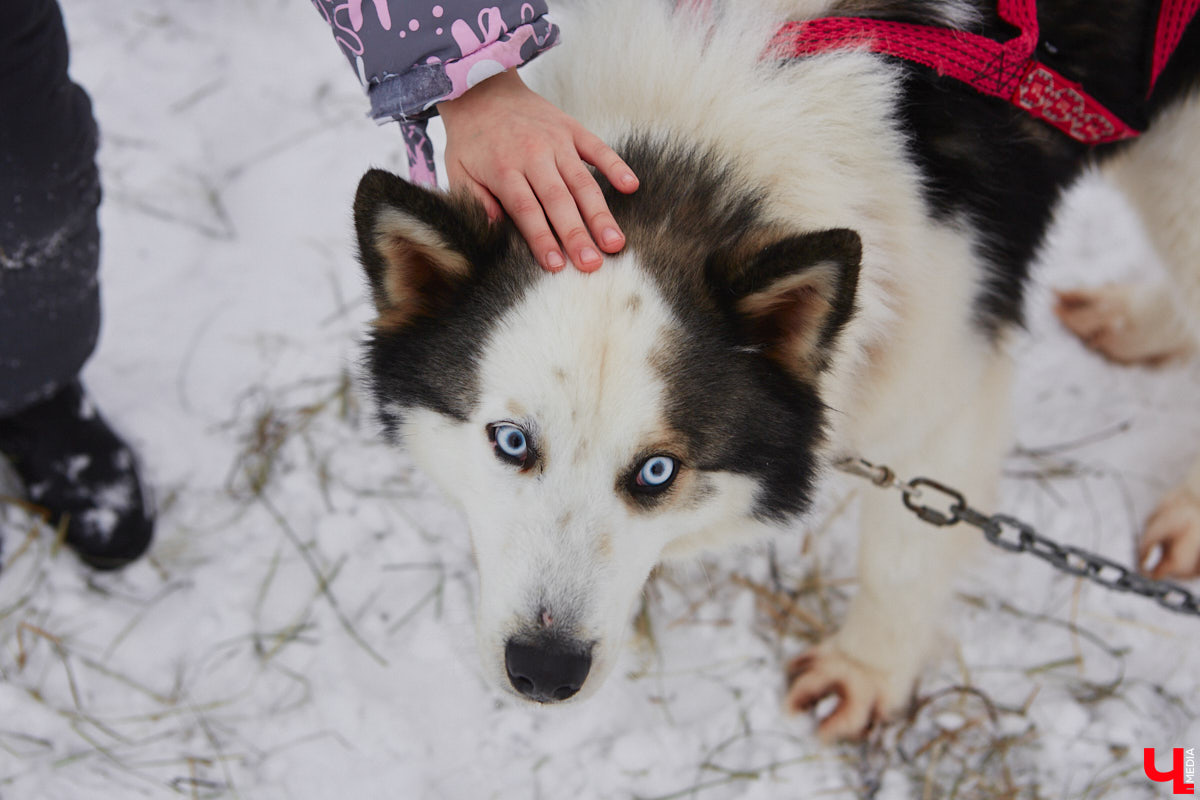 Частный приют «Дом северной собаки», расположенный в Петушинском районе, проводит во Владимире покатушки на ездовых собаках. Причем благотворительные. Все вырученные от зимнего развлечения деньги пойдут на содержание милых четвероногих друзей человека. Мы решили отправиться на фоторепортаж туда, где можно промчаться по заснеженной трассе с ветерком.