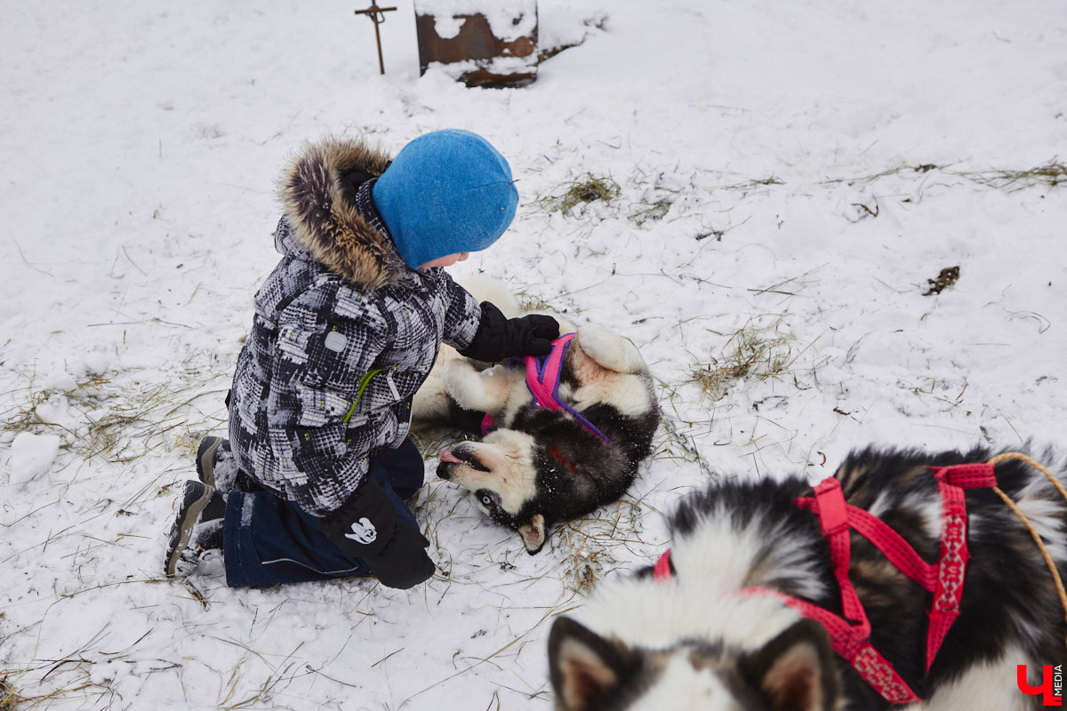 Частный приют «Дом северной собаки», расположенный в Петушинском районе, проводит во Владимире покатушки на ездовых собаках. Причем благотворительные. Все вырученные от зимнего развлечения деньги пойдут на содержание милых четвероногих друзей человека. Мы решили отправиться на фоторепортаж туда, где можно промчаться по заснеженной трассе с ветерком.
