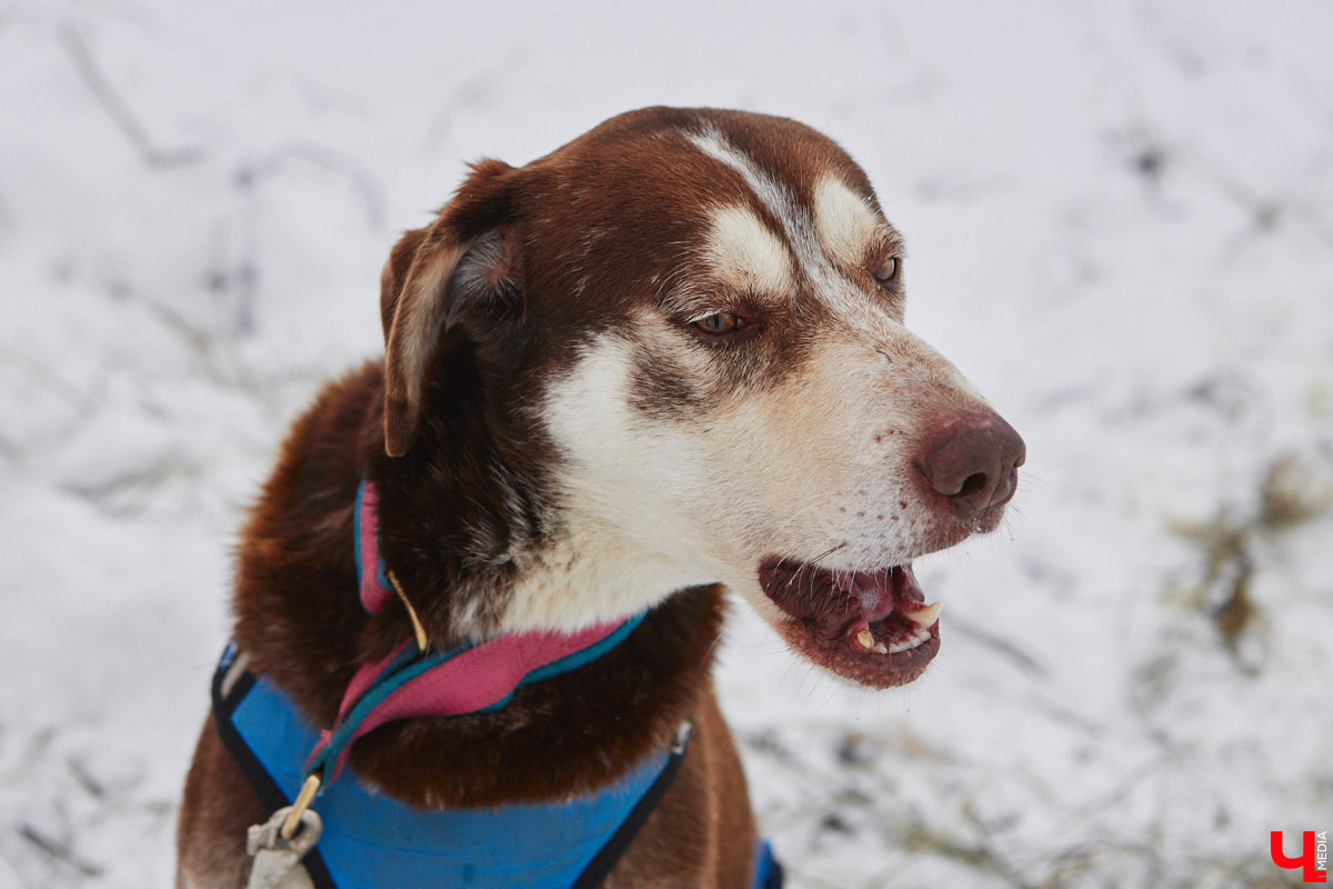 Частный приют «Дом северной собаки», расположенный в Петушинском районе, проводит во Владимире покатушки на ездовых собаках. Причем благотворительные. Все вырученные от зимнего развлечения деньги пойдут на содержание милых четвероногих друзей человека. Мы решили отправиться на фоторепортаж туда, где можно промчаться по заснеженной трассе с ветерком.