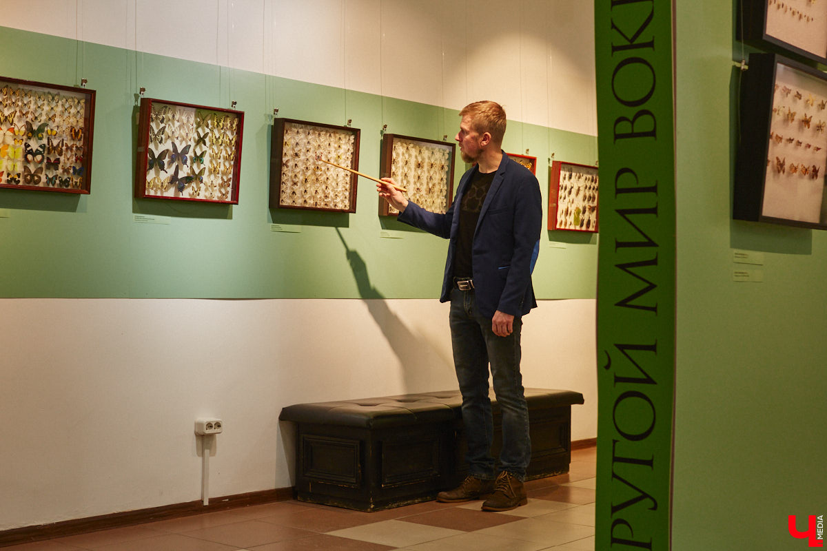 Руслан Жуков собрал коллекцию членистоногих. Одних только бабочек у него несколько тысяч, также он добавил к ним жуков, кузнечиков и даже тараканов. Всего за стеклом хранится четыре тысячи экземпляров, больше половины из них представлено на персональной выставке владимирского биолога в Музее природы.