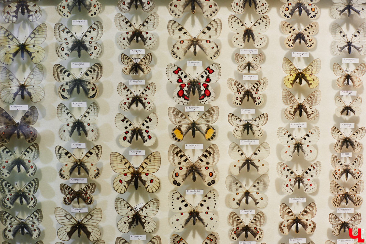 Руслан Жуков собрал коллекцию членистоногих. Одних только бабочек у него несколько тысяч, также он добавил к ним жуков, кузнечиков и даже тараканов. Всего за стеклом хранится четыре тысячи экземпляров, больше половины из них представлено на персональной выставке владимирского биолога в Музее природы.