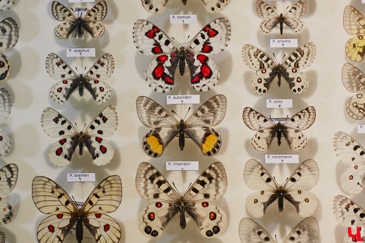 Руслан Жуков собрал коллекцию членистоногих. Одних только бабочек у него несколько тысяч, также он добавил к ним жуков, кузнечиков и даже тараканов. Всего за стеклом хранится четыре тысячи экземпляров, больше половины из них представлено на персональной выставке владимирского биолога в Музее природы.