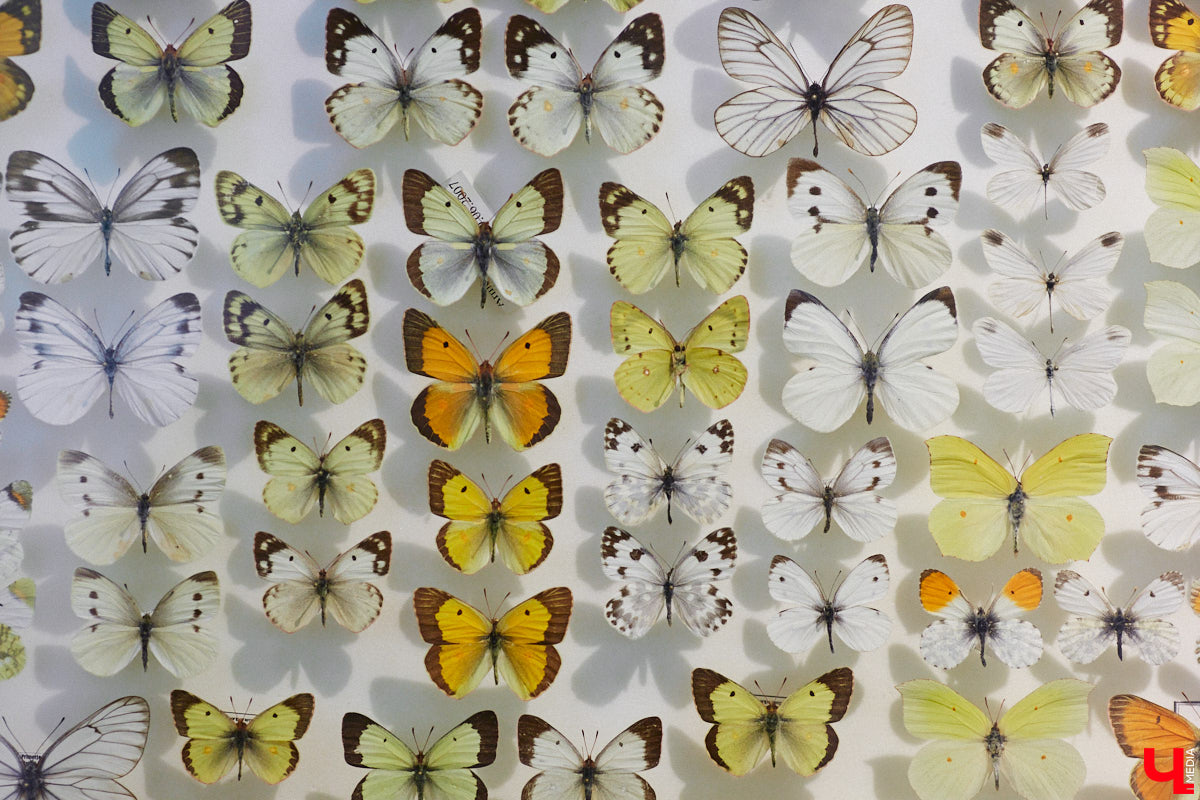 Руслан Жуков собрал коллекцию членистоногих. Одних только бабочек у него несколько тысяч, также он добавил к ним жуков, кузнечиков и даже тараканов. Всего за стеклом хранится четыре тысячи экземпляров, больше половины из них представлено на персональной выставке владимирского биолога в Музее природы.