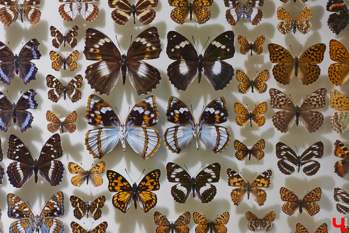 Руслан Жуков собрал коллекцию членистоногих. Одних только бабочек у него несколько тысяч, также он добавил к ним жуков, кузнечиков и даже тараканов. Всего за стеклом хранится четыре тысячи экземпляров, больше половины из них представлено на персональной выставке владимирского биолога в Музее природы.