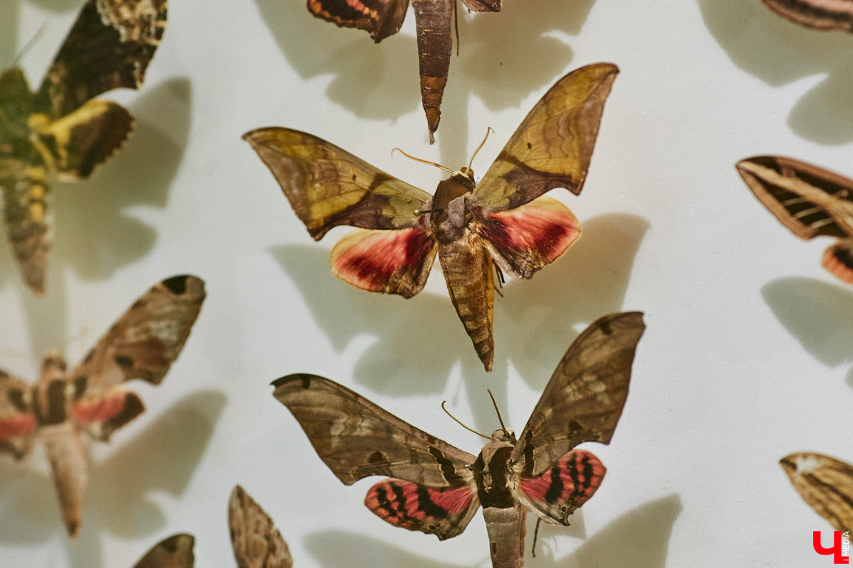 Руслан Жуков собрал коллекцию членистоногих. Одних только бабочек у него несколько тысяч, также он добавил к ним жуков, кузнечиков и даже тараканов. Всего за стеклом хранится четыре тысячи экземпляров, больше половины из них представлено на персональной выставке владимирского биолога в Музее природы.