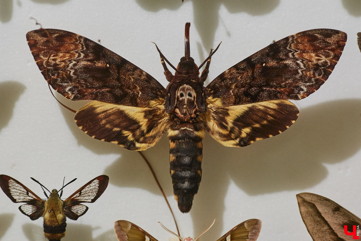 Руслан Жуков собрал коллекцию членистоногих. Одних только бабочек у него несколько тысяч, также он добавил к ним жуков, кузнечиков и даже тараканов. Всего за стеклом хранится четыре тысячи экземпляров, больше половины из них представлено на персональной выставке владимирского биолога в Музее природы.