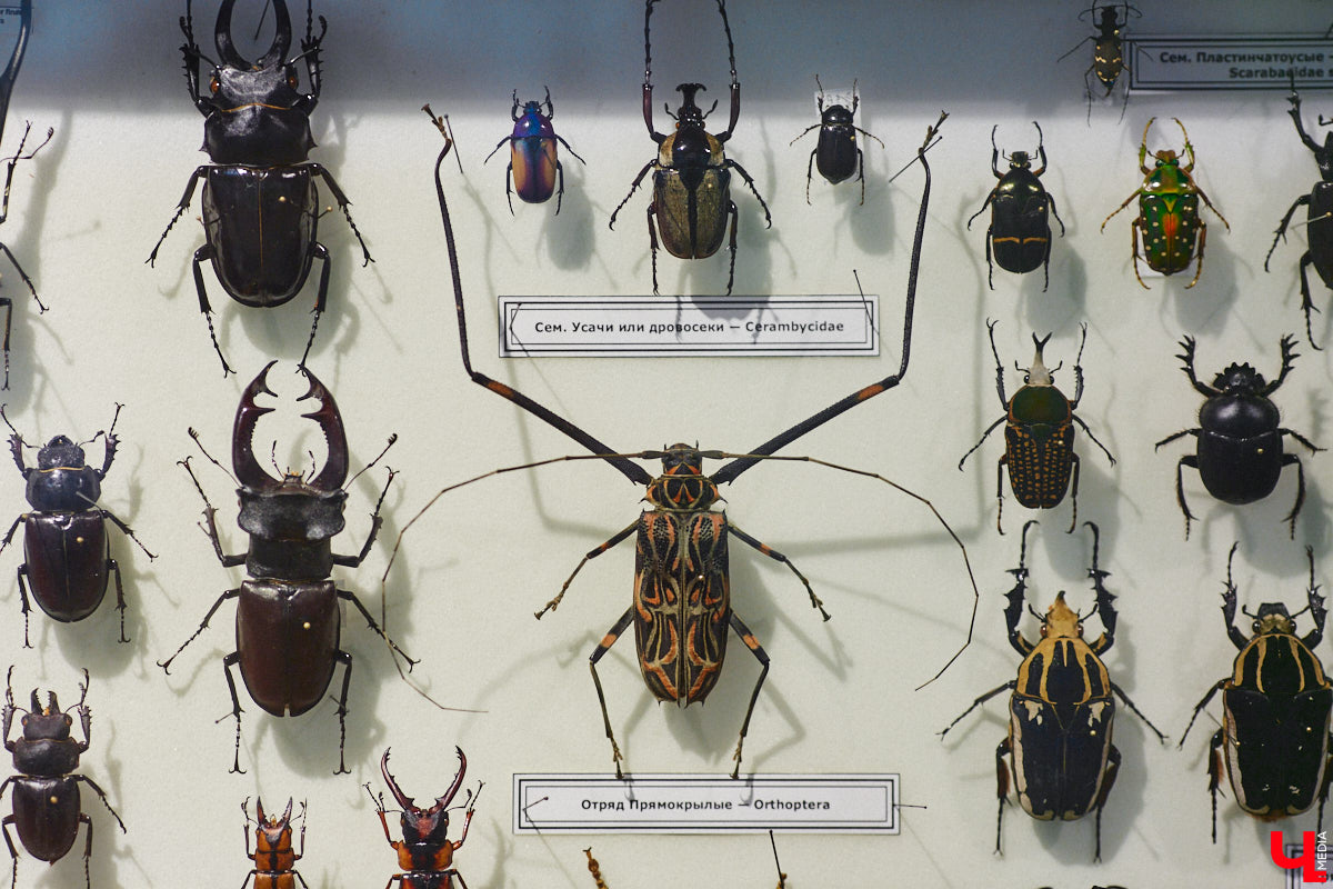 Руслан Жуков собрал коллекцию членистоногих. Одних только бабочек у него несколько тысяч, также он добавил к ним жуков, кузнечиков и даже тараканов. Всего за стеклом хранится четыре тысячи экземпляров, больше половины из них представлено на персональной выставке владимирского биолога в Музее природы.