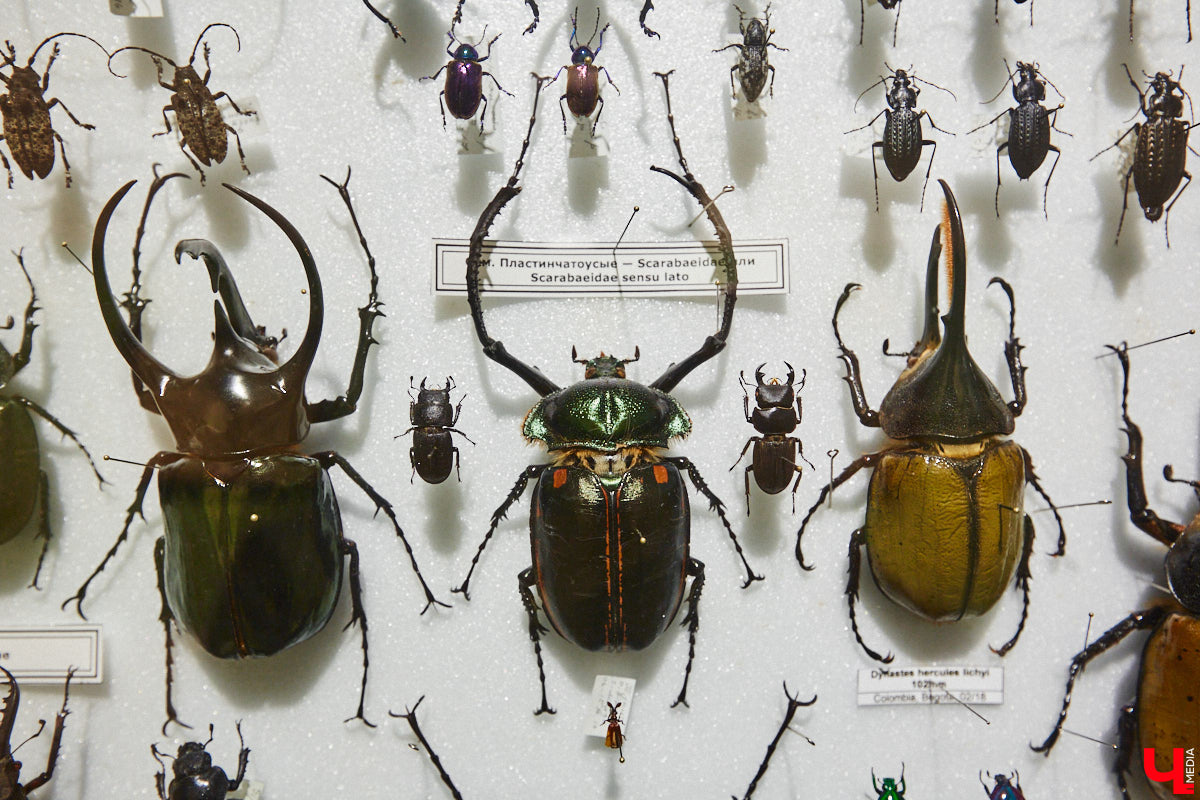 Руслан Жуков собрал коллекцию членистоногих. Одних только бабочек у него несколько тысяч, также он добавил к ним жуков, кузнечиков и даже тараканов. Всего за стеклом хранится четыре тысячи экземпляров, больше половины из них представлено на персональной выставке владимирского биолога в Музее природы.