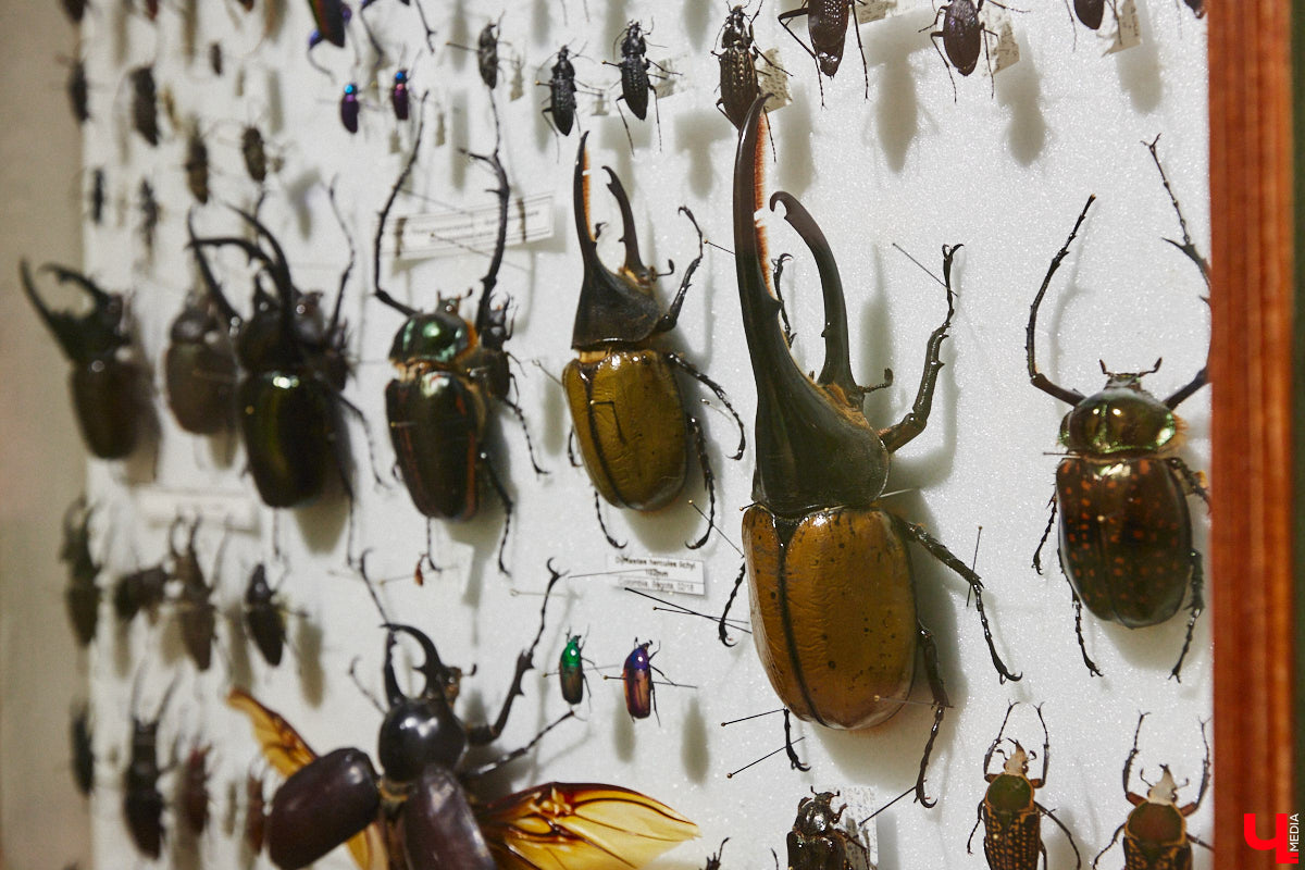 Руслан Жуков собрал коллекцию членистоногих. Одних только бабочек у него несколько тысяч, также он добавил к ним жуков, кузнечиков и даже тараканов. Всего за стеклом хранится четыре тысячи экземпляров, больше половины из них представлено на персональной выставке владимирского биолога в Музее природы.