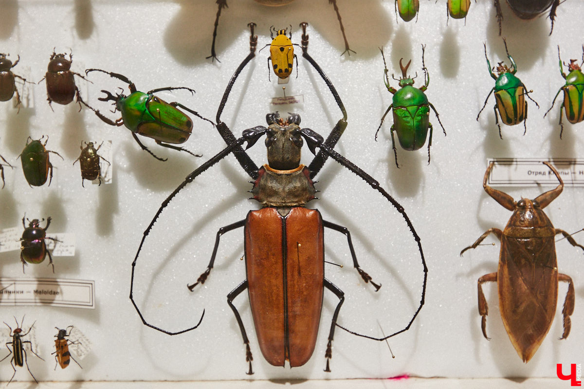 Руслан Жуков собрал коллекцию членистоногих. Одних только бабочек у него несколько тысяч, также он добавил к ним жуков, кузнечиков и даже тараканов. Всего за стеклом хранится четыре тысячи экземпляров, больше половины из них представлено на персональной выставке владимирского биолога в Музее природы.