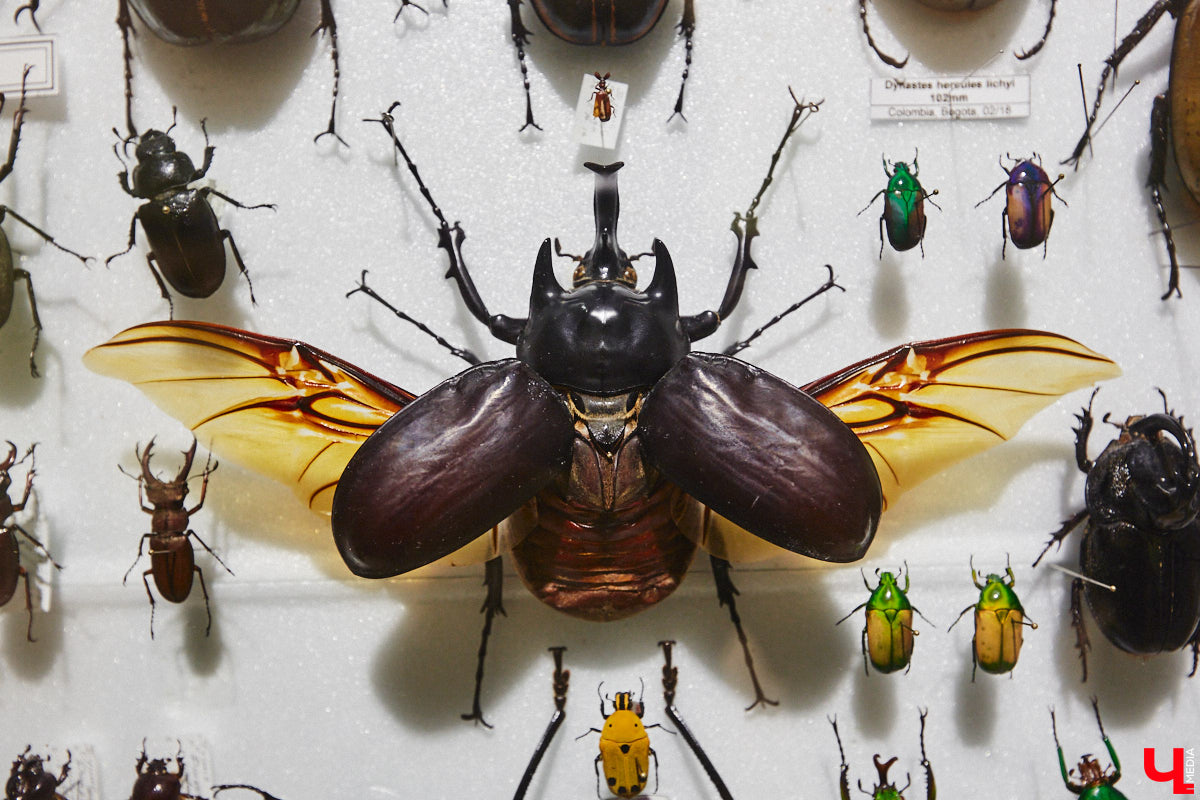 Руслан Жуков собрал коллекцию членистоногих. Одних только бабочек у него несколько тысяч, также он добавил к ним жуков, кузнечиков и даже тараканов. Всего за стеклом хранится четыре тысячи экземпляров, больше половины из них представлено на персональной выставке владимирского биолога в Музее природы.