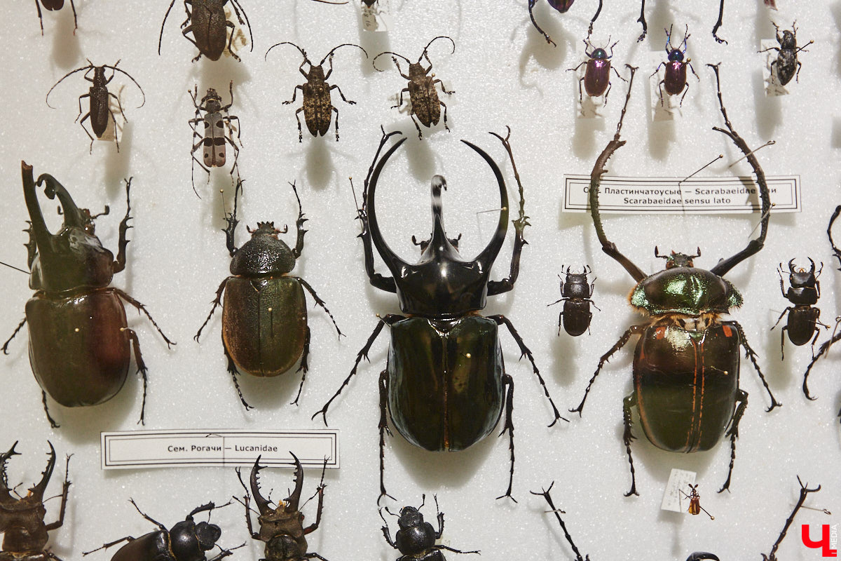 Руслан Жуков собрал коллекцию членистоногих. Одних только бабочек у него несколько тысяч, также он добавил к ним жуков, кузнечиков и даже тараканов. Всего за стеклом хранится четыре тысячи экземпляров, больше половины из них представлено на персональной выставке владимирского биолога в Музее природы.