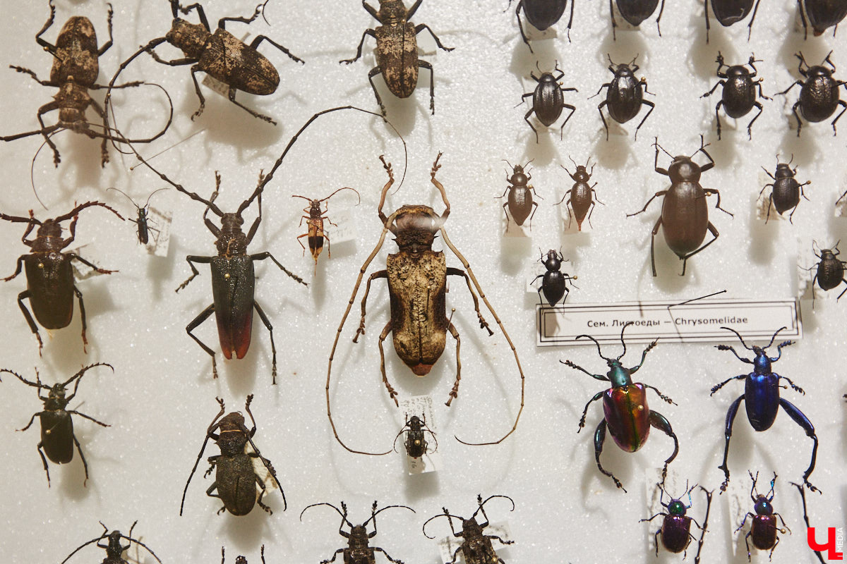 Руслан Жуков собрал коллекцию членистоногих. Одних только бабочек у него несколько тысяч, также он добавил к ним жуков, кузнечиков и даже тараканов. Всего за стеклом хранится четыре тысячи экземпляров, больше половины из них представлено на персональной выставке владимирского биолога в Музее природы.