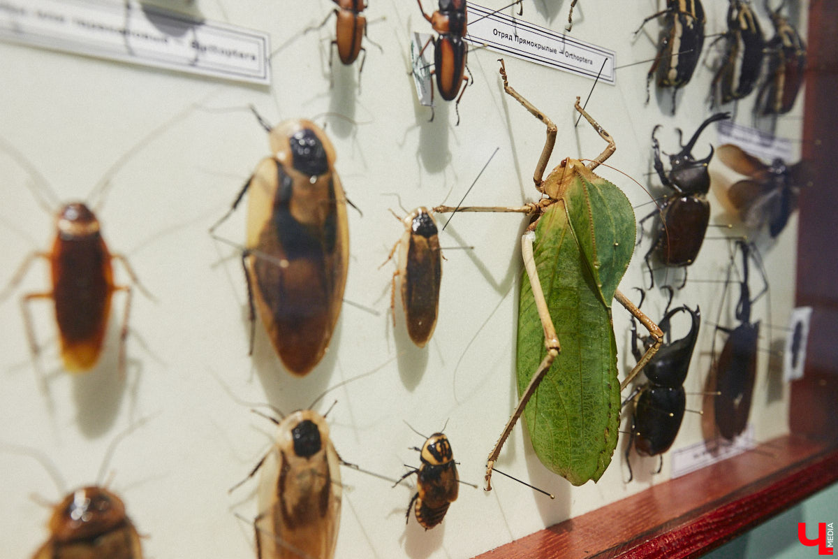 Руслан Жуков собрал коллекцию членистоногих. Одних только бабочек у него несколько тысяч, также он добавил к ним жуков, кузнечиков и даже тараканов. Всего за стеклом хранится четыре тысячи экземпляров, больше половины из них представлено на персональной выставке владимирского биолога в Музее природы.