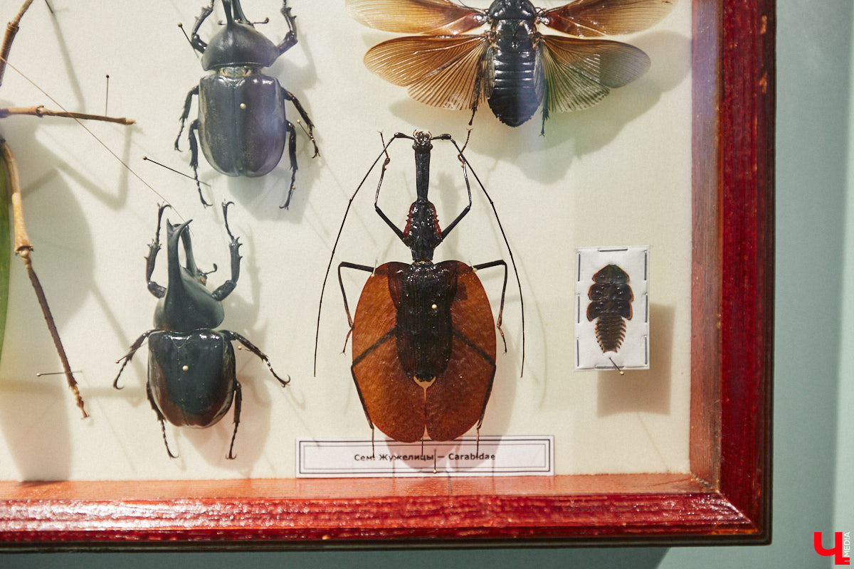 Руслан Жуков собрал коллекцию членистоногих. Одних только бабочек у него несколько тысяч, также он добавил к ним жуков, кузнечиков и даже тараканов. Всего за стеклом хранится четыре тысячи экземпляров, больше половины из них представлено на персональной выставке владимирского биолога в Музее природы.