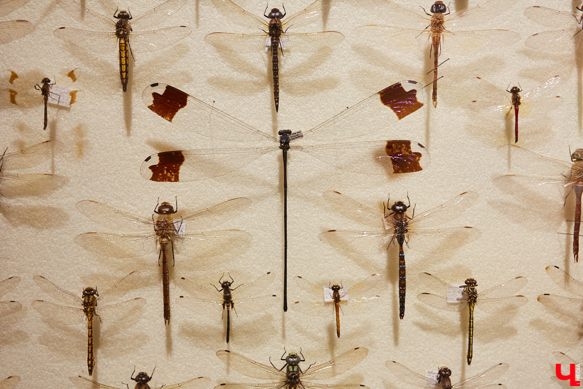 Руслан Жуков собрал коллекцию членистоногих. Одних только бабочек у него несколько тысяч, также он добавил к ним жуков, кузнечиков и даже тараканов. Всего за стеклом хранится четыре тысячи экземпляров, больше половины из них представлено на персональной выставке владимирского биолога в Музее природы.